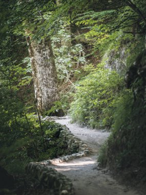 Plitvice 'deki gölgeli yeşil bir ormanın içinden geçen alçak taş kenarlı rüzgarlarla çevrili dar toprak yol, güneş ışığı yaprakların arasından süzülüyor..