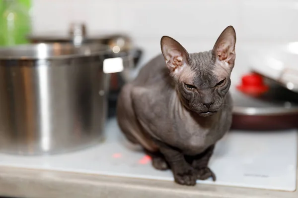 hairless gray sphynx cat at home