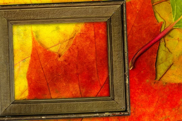 old vintage frame against the background of autumn leaves. High quality photo