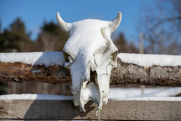 cow skull on a fence in the village. mascot protecting the house. High quality photo