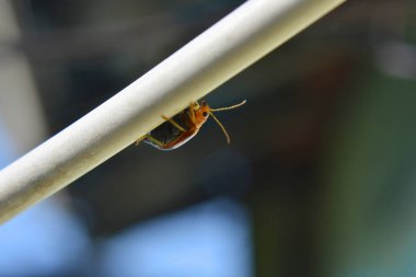 Bahçedeki kırmızı karınca