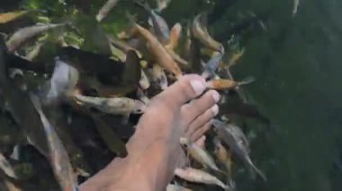 Birçok farklı balık bir balık tarafından yakalandı.