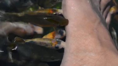 Nehirdeki balıklara yaklaş.