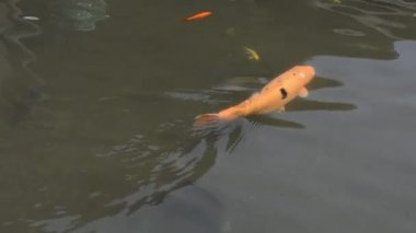 Göldeki koi balığı.