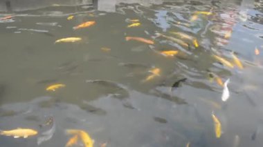 Koi balığı gölette yüzer. yüksek kaliteli fotoğraf