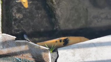 Küçük bir balık yakaladı.