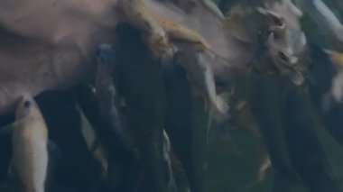 Akvaryumdaki balıklar