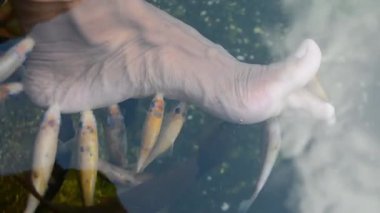 Göldeki koi balığı.