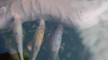 Koi balığı gölde.