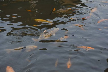 Koi sazan balık suda