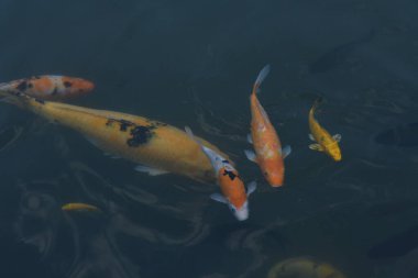 Sudaki güzel koi balığı