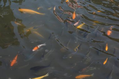 Göldeki koi balığı.