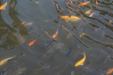 # Göldeki suda koi balığı dolu #.