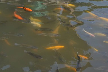 Akvaryumdaki balıklar