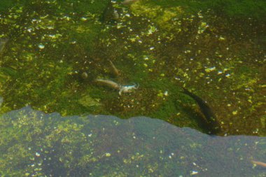 Deniz yaşamının güzel su altı manzarası