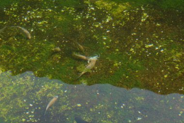 Gölde alabalık balığı