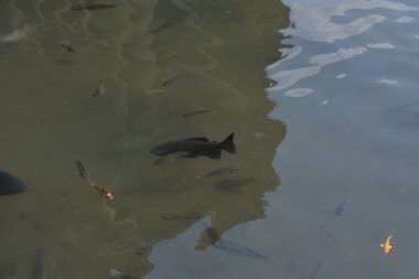 Güzel göl manzarası