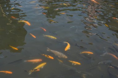 Gölette sazan balığı, Tayland