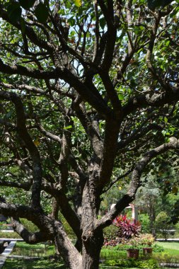 Bahçedeki yeşil ağaç