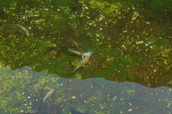 Gölde alabalık balığı