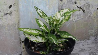 Güzel botanik fotoğrafı, doğal duvar kağıdı.