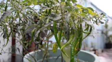 yakın - bitki, doğa ve arkaplan