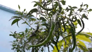 Bahçede taze yeşil biber