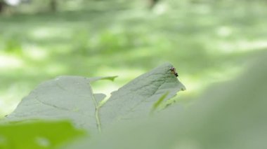 yeşil yapraklar, bitkiler ve yapraklar