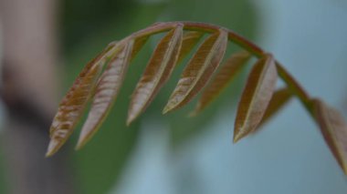 Ağaçtaki yeşil yaprak