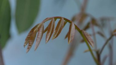 doğanın yeşil yaprak yakın çekim