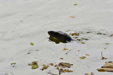 Parkta küçük bir balık olan küçük bir gölet.