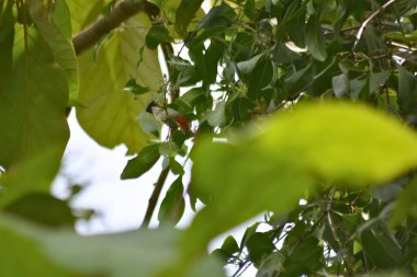 yeşil yapraklar, bitkiler ve yapraklar