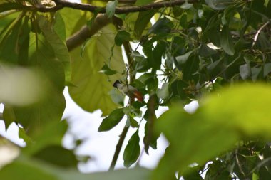 yeşil yapraklar, bitkiler ve yapraklar