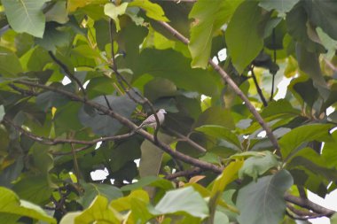 Bir kuşun yakın plan çekimi.