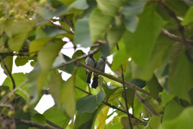 Genç bir ağacın siyah beyaz fotoğrafı.