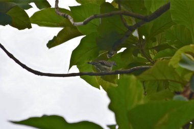 Doğadaki ağaç dalında yeşil kuş