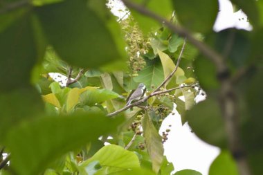 Ağaçta, Tayland 'da kuş tünedi.