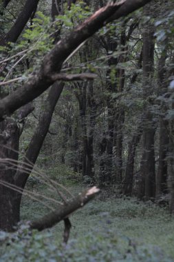 Ormanın güzel manzarası