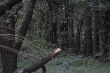 Sabah güzel bir orman