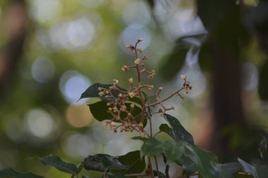 Güzel botanik fotoğrafı, doğal duvar kağıdı.