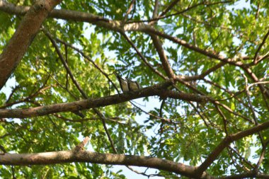 Ormandaki ağaç dalları.