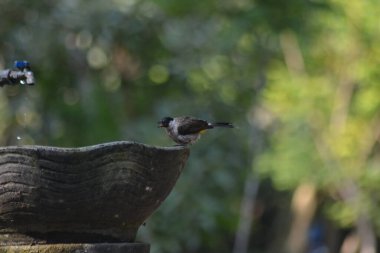Bir kuş ağaç dalında oturuyor.