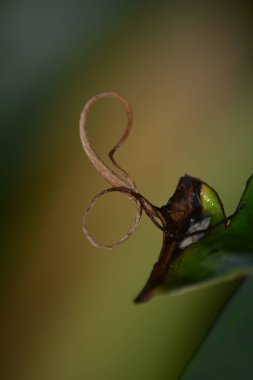 Güzel, yeşil bir bitkinin yakın çekimi.