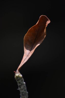 Güzel kuru yapraklar, kapatın.