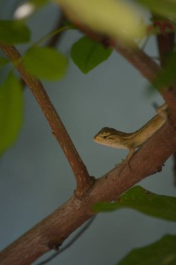 Ağaç gövdesinde yılan