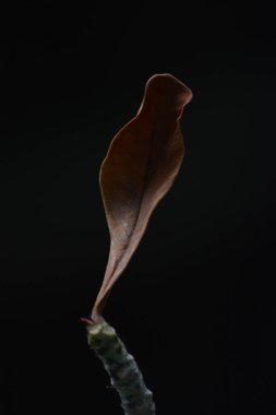 beautiful autumn leaves in fall season