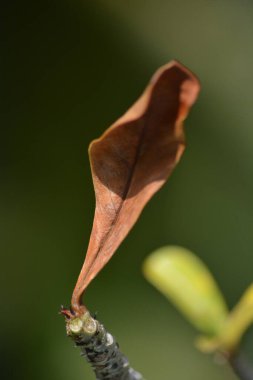 Bahçedeki güzel taze yeşil yaprağın yakın görüntüsü.