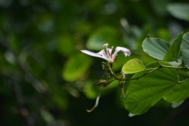 Güzel botanik fotoğrafı, doğal duvar kağıdı.