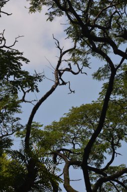 Ağaç dalları, bitki örtüsü.