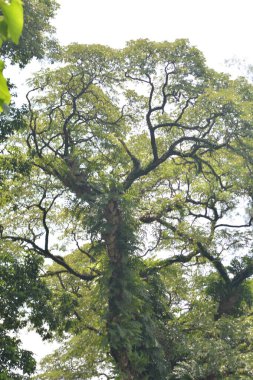 Parktaki yeşil ağaçlar